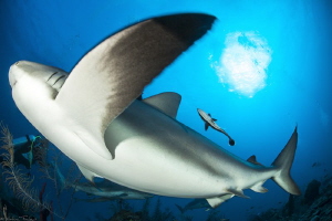 Carcharhinus perezi by Mathieu Foulquié 
